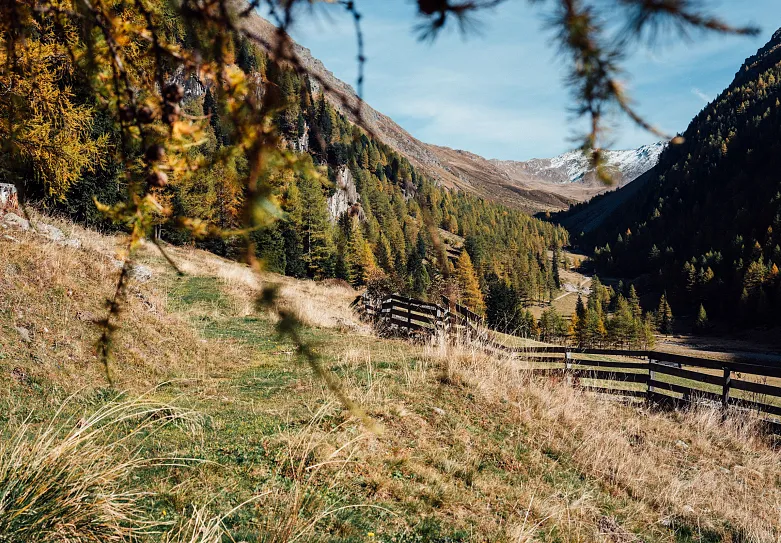 Herbstliche Landschaft in den Bergen mit Blick auf ein Tal. Bäume tragen gelbes Laub, und ein Holzzaun verläuft entlang einer Wiese. Im Hintergrund sind schneebedeckte Berggipfel zu sehen.