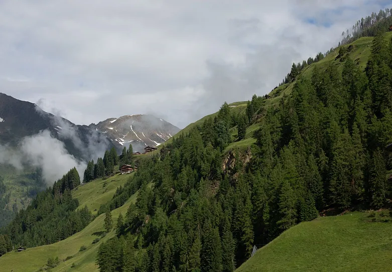 Berglandschaft mit grünen Wiesen und Nadelbäumen, im Hintergrund sind teils schneebedeckte Gipfel zu sehen. Der Himmel ist bewölkt.