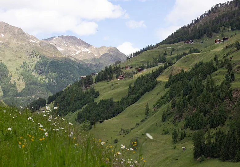 Berglandschaft im Sommer mit grünen Wiesen, Tannenbäumen und vereinzelten Holzhäusern. Im Hintergrund sind Berggipfel mit etwas Schnee zu sehen. Der Himmel ist teilweise bewölkt.