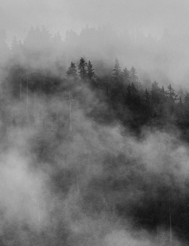 Schwarz-weiß Foto eines nebligen Waldes, in dem die Umrisse von zahlreichen Nadelbäumen zu erkennen sind. Der Nebel hängt tief zwischen den Bäumen und erzeugt eine mystische, geheimnisvolle Atmosphäre. Im Hintergrund sind schemenhaft weitere Bäume zu erahnen.